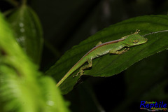 Anolis gemmosus