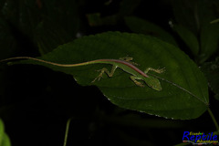 Anolis gemmosus