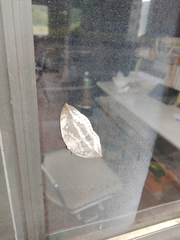 Cyclidia substigmaria