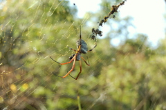 Trichonephila sexpunctata