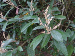 Pomaderris apetala maritima