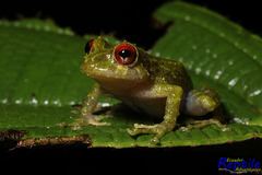 Pristimantis crucifer