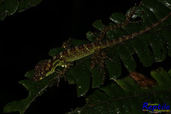 Anolis aequatorialis