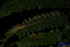 Anolis aequatorialis