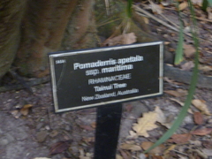 Pomaderris apetala maritima