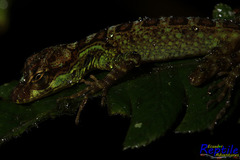 Anolis aequatorialis