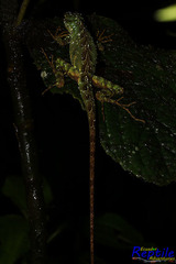 Anolis aequatorialis