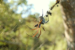 Trichonephila sexpunctata