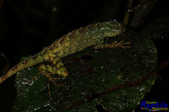 Anolis aequatorialis