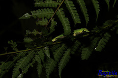 Anolis gemmosus