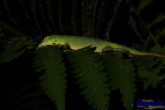 Anolis gemmosus