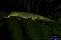 Anolis gemmosus