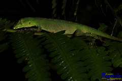 Anolis gemmosus