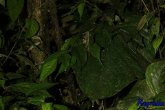 Anolis aequatorialis