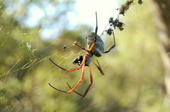 Trichonephila sexpunctata