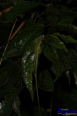 Anolis gemmosus