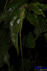 Anolis gemmosus