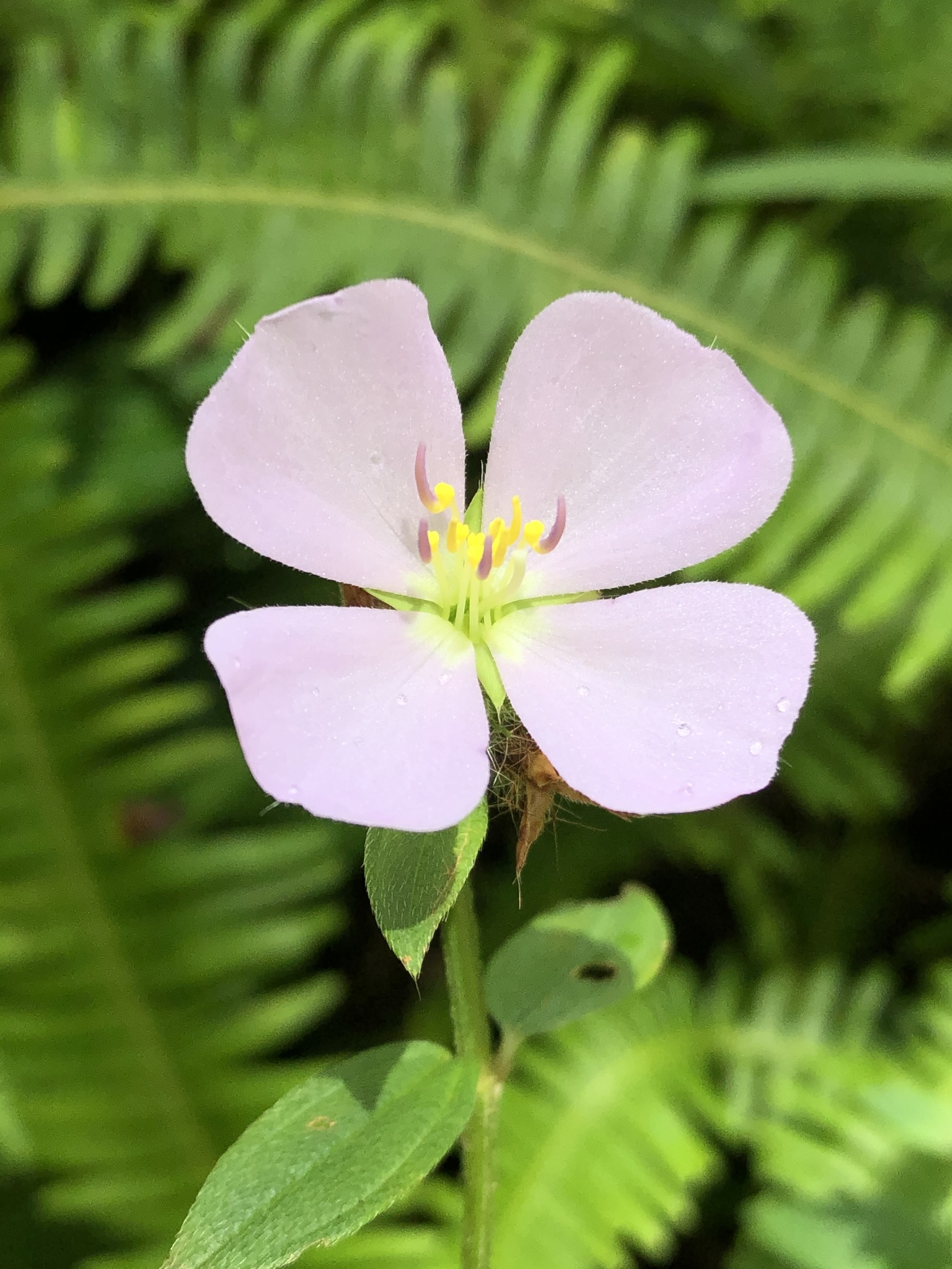 Pterolepis glomerata