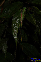 Anolis gemmosus