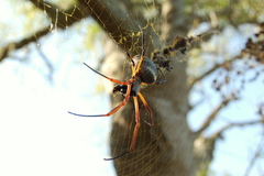 Trichonephila sexpunctata
