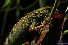 Anolis aequatorialis