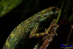 Anolis aequatorialis