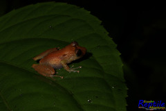 Pristimantis luteolateralis