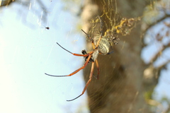 Trichonephila sexpunctata