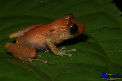 Pristimantis luteolateralis