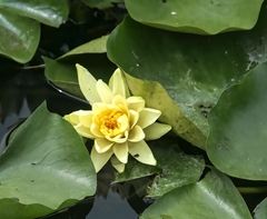 Nymphaea mexicana