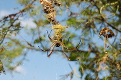 Trichonephila sexpunctata