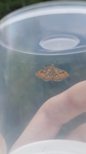 Anania verbascalis