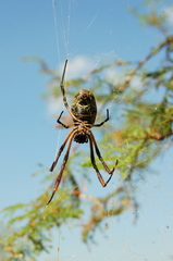 Trichonephila sexpunctata