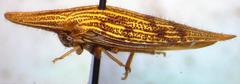 Polyglypta costata