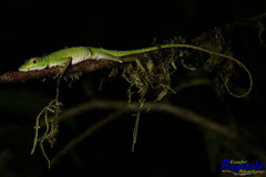Anolis gemmosus