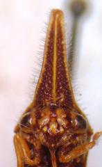 Polyglypta costata