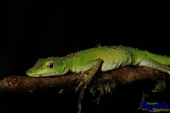 Anolis gemmosus