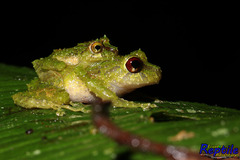 Pristimantis crucifer