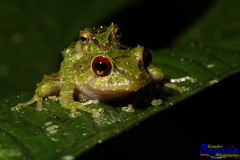 Pristimantis crucifer