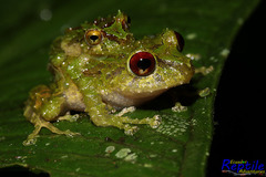 Pristimantis crucifer