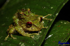 Pristimantis crucifer