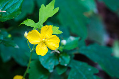 Stylophorum diphyllum