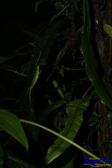 Anolis gemmosus