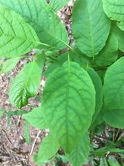 Styrax grandifolius