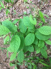 Styrax grandifolius