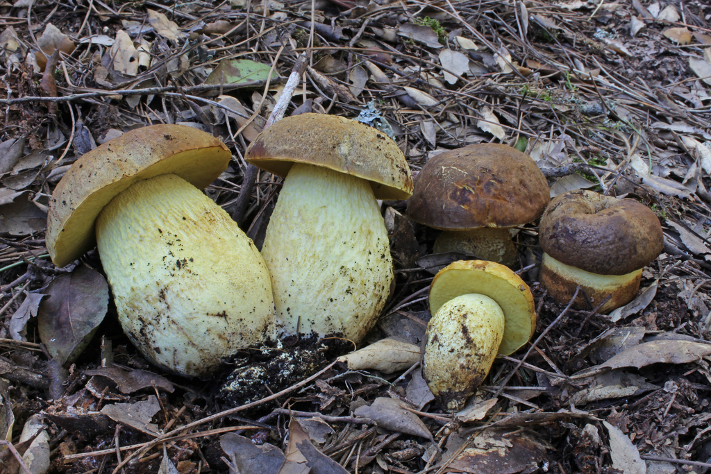 Leccinellum