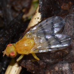 Rhagoletis basiola