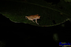 Pristimantis nyctophylax