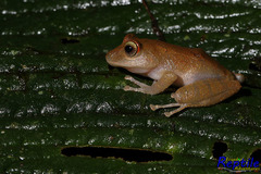 Pristimantis nyctophylax