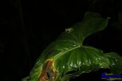 Espadarana prosoblepon